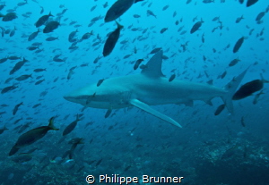 Galapagos shark   2.5 / 3 Mts by Philippe Brunner 